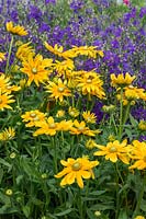 Rudbeckia hirta 'Prairie Sun' with Consolida regalis 'Blue Cloud' - West Dean Gardens, West Sussex