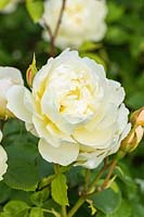 Rosa 'Imogen' - a David Austin English Rose