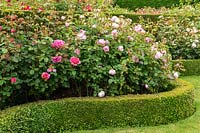 Rose bed with curving low clipped buxus edging - David Austin Rose Gardens