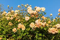 Climbing rose Rosa 'Phyllis Bide' - David Austin Rose Gardens