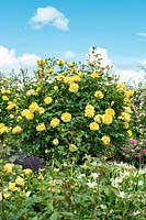 Rosa 'Molineux' trained as a standard Rose.  David Austin Rose Gardens, Shropshire