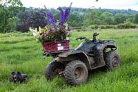 Pet dog Barry next to quadbike with crate of freshly picked flowers grown at Pam Moseley's flower farm, Quirky Flowers.