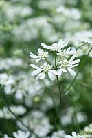 Orlaya grandiflora, white laceflower, a delicate hardy annual that is a lovely cut flower.