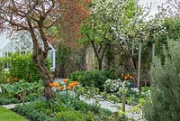 Set against an ancient wall, a small formal kitchen garden with Malus domestica 'Falstaff' - Apple - in blossom and trained along a stepover cordon in bed of Myosotis - Forget-me-not - and Tulipa - Tulip