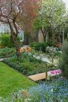 View over small beds, part of a small formal kitchen garden, with Malus domestica 'Falstaff' - Apple - in blossom, trained along a stepover cordon in beds with Myosotis - Forget-me-not - and Tulipa - Tulip