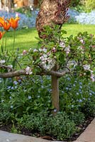 Corner of a bed edged with Malus domestica 'Falstaff' - Apple - in blossom, trained along a stepover cordon, underplanted with Myosotis - Forget-me-not