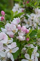 Malus domestica 'Falstaff' - Apple - close up of blossom