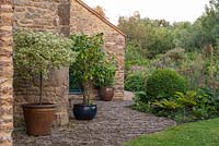 Shrubs in pots on a cobblestone path including, variegated Euonymous, Camellia and Hydrangea 'Pink Diamond'