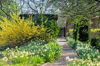Gravel path leading to wicket gate, flanked by late Narcissus and Forsythia, in the spring sunshine. Hindringham Hall, Norfolk, UK. 