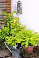 Shady north-facing wall contains a trompe d'oeil window-mirror, under which are containers of ferns and Acer palmatum 'Orange Dream' - Japanese Maple - on paved patio
