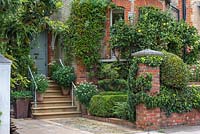 London front garden with evergreen planting of ivy, box and a loquat tree softening the house facade.