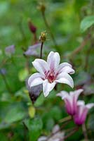 Clematis 'Princess Kate', a texensis clematis, a climber with nodding, bell shaped pink flowers