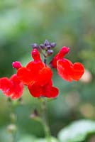 Salvia greggii 'Royal Bumble' - 
