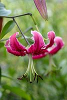 Lilium speciosum in flower