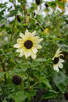 Helianthus debilis 'Vanilla Ice' - Sunflower 'Vanilla Ice' 