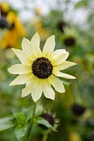 Helianthus debilis 'Vanilla Ice' - Sunflower 'Vanilla Ice'
