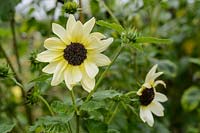 Helianthus debilis 'Vanilla Ice' - Sunflower 'Vanilla Ice'
