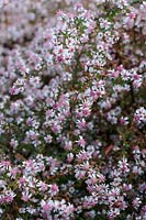 Symphyotrichum lateriflorum 'Lady in Black' - Calico Aster 
