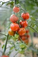 Cherry Tomato 'Suncherry'