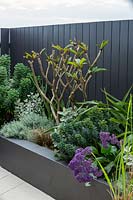 Detail of a raised garden bed with a mixed planting of grey, silver foliage plants and a small Frangipani tree that is putting on new growth featuring a Perez's Sea Lavender, with purple flowers.