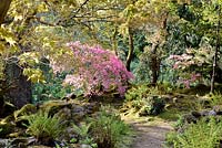 Pink azaleas and fresh new fern fronds in the rockery at Hotel Endsleigh in spring