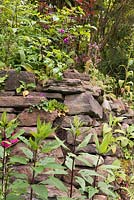 Red sandstone wall colonised by foxgloves and ivy at Ivy House, Cumwhitton in July