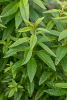 Aloysia triphylla syn. Lippia citriodora - Lemon Verbena