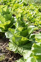 Cichorium intybus 'Sugarloaf' - Chicory - plants bolting