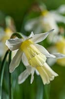 Narcissus 'Elka' - Dwarf Daffodil 