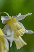Narcissus 'Elka' - Dwarf Daffodil