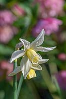 Narcissus 'Toto' - Dwarf Daffodil