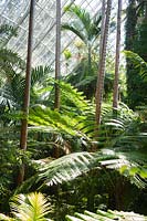 Ferns and tropical tress in the Botanical gardens Bicentennial Conservatory.