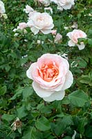Rosa 'Meioffic' - sold under many names: Sweet Sonata, Johann Strauss, Forever Friends - Floribunda Rose 