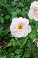 Rosa 'Meioffic' sold under many names: Johann Strauss, Sweet Sonata, Forever Friends - Floribunda Rose