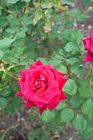 Rosa 'Keepit' - Rose