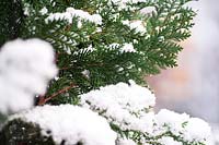 Branch of Thuja occidentalis under snow