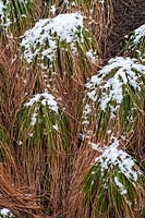 Carex morrowii var. temnolepsis - Striped Japanese Sedge partly dry under snow in winter 