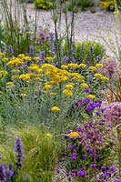 Beth Chatto's Drought Resistant Garden - Helichrysum italic - n flower border 