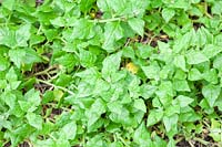 Tetragonia tetragonoides - New Zealand Spinach