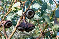 Eucalyptus pyriformis - Pear-fruited Mallee or Dowerin Rose