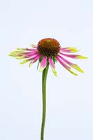 Echinacea 'Green Envy'. A perennial coneflower with lime-green petals that gradually develop a pink flush.