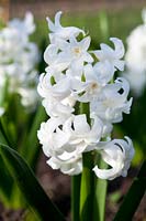 Hyacinthus 'Madame Sophie'. A hardy hyacinth with scented, ruffled double star shaped flowers 