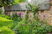 A borders of alliums and cow parsley in a walled city garden with raised wooden screen for extra privacy.