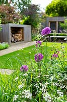 A contemporary city garden with a border with alliums, purple mullein and cow parsley in front of a lawn, shed and wooden summer house.
