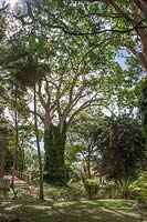 Adansonia digitata syn. baobab tree - Ficus benjamina. 