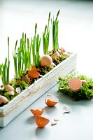 Daffodils displayed in a wooden trough with broken egg shells and moss