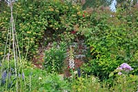 View of weathered brick wall covered in honeysuckle - Lonicera periclymenum 'Graham Thomas' and roses. A bamboo wigwam in the foreground forms a support for Cephalaria gigantea, and foxgloves and lily foliage add height.