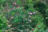 Lonicera periclymenum 'Belgica' - Honeysuckle  and roses