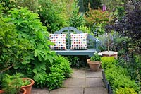 Quiet sitting area with painted seat and spotty cushions. Planting includes Ficus carica, Honeysuckle - Lonicera periclymenum 'Graham Thomas' and roses. 