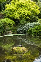 Acer palmatum and Viburnum next to pond with mallard duck on moss-covered rock in pond